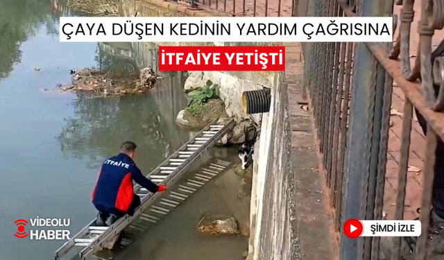 Yürekleri ısıtan haber | Çaya düşen kediye itfaiye ekipleri yardım etti! | O anlar böyle görüntülendi