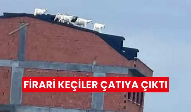 İlginç anlar: Kaçan keçiler çatıya çıktı