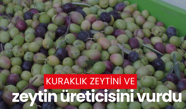 Kuraklık zeytini ve zeytin üreticisini vurdu