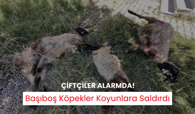 Şok edici görüntüler! Başıboş köpekler koyun sürüsüne saldırdı