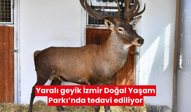 Geyiğin ateşli silahla sol ön ayağından vurulduğu ve ayağında kırık olduğu belirlendi