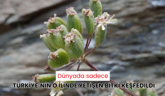 Dünyada sadece Türkiye'nin o ilinde yetişen eşsiz bir bitki keşfedildi!