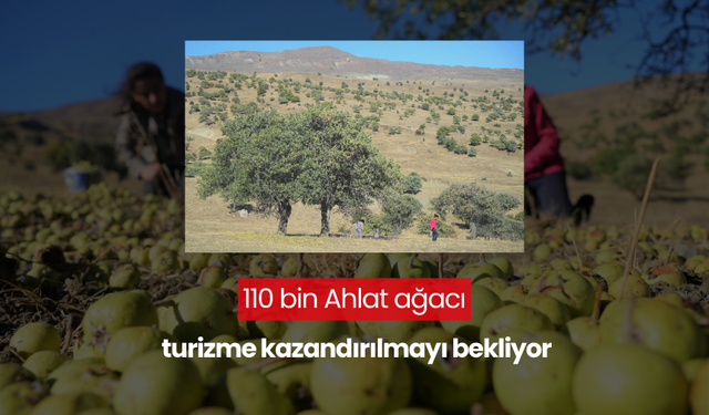 110 bin Ahlat ağacı turizme kazandırılmayı bekliyor