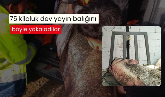 Güçlükle kıyıya çıkarıldı! 75 kiloluk dev yayın balığını böyle yakaladılar