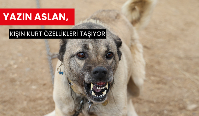 Yazın aslan, kışın kurt özellikleri taşıyor