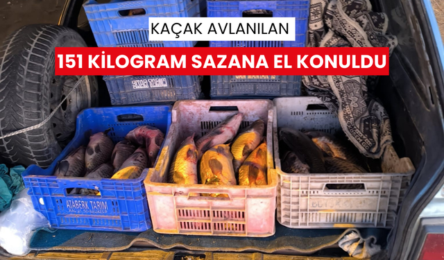 Kaçak avlanılan 151 kilogram sazana el konuldu