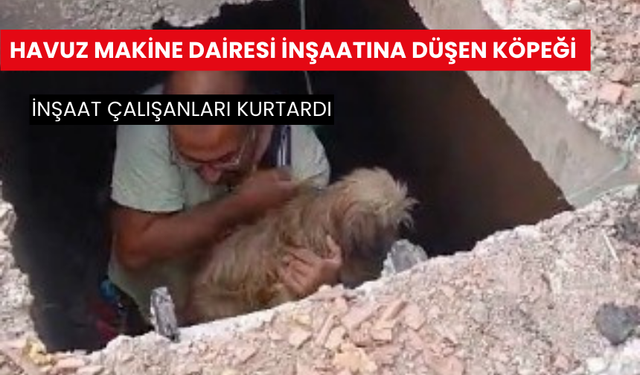 İnşaat çalışanlarından köpeğe yardım eli