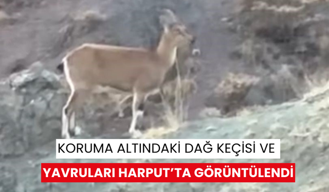 Koruma altındaki dağ keçisi ve yavruları Harput’ta görüntülendi