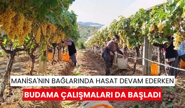 Manisa'nın bağlarında hasat devam ederken budama çalışmaları da başladı