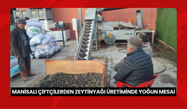 Manisa'da zeytin hasadı başladı, üreticiler yağ çıkarma tesislerine akın etti