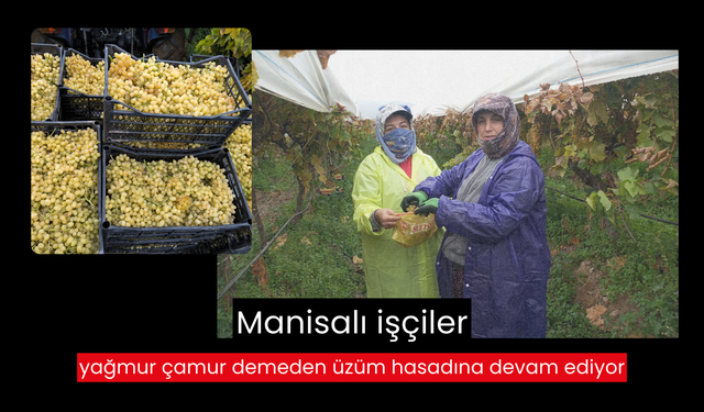 Manisalı işçiler yağmur çamur demeden üzüm hasadına devam ediyor