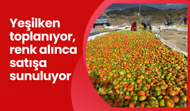 Yeşilken toplanıyor, renk alınca satışa sunuluyor