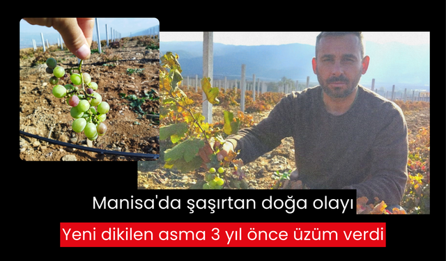 Manisa'da şaşırtan doğa olayı: Yeni dikilen asma 3 yıl önce üzüm verdi