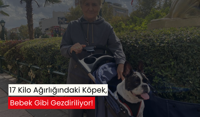 Köpek değil, bebek gibi... 17 kiloluk dostunu böyle gezdirdi!