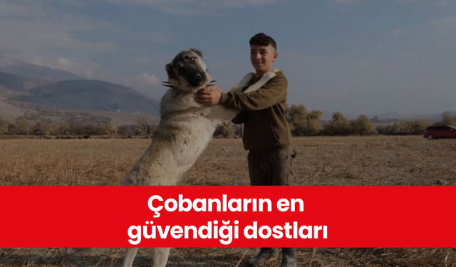 Çobanların en güvendiği dostları