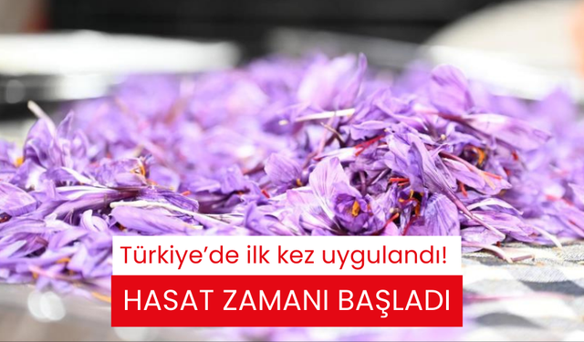 Türkiye’de ilk kez uygulandı! Hasat zamanı başladı