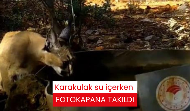 Karakulak su içerken fotokapana takıldı