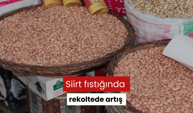 Siirt fıstığında rekoltede artış