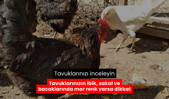 Tavuklarda mor renk uyarısı! Tavuklarınızda İbik, Sakal ve bacaklarda Morluk Görürseniz, Dikkat!