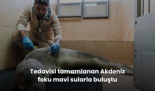 Tedavisi tamamlanan Akdeniz foku mavi sularla buluştu