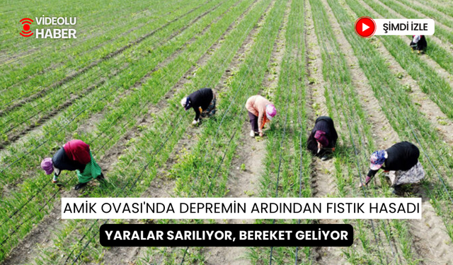 Amik Ovası'nda fıstık Hasadı; Depremin izleri silinirken, bereket dönemi başladı