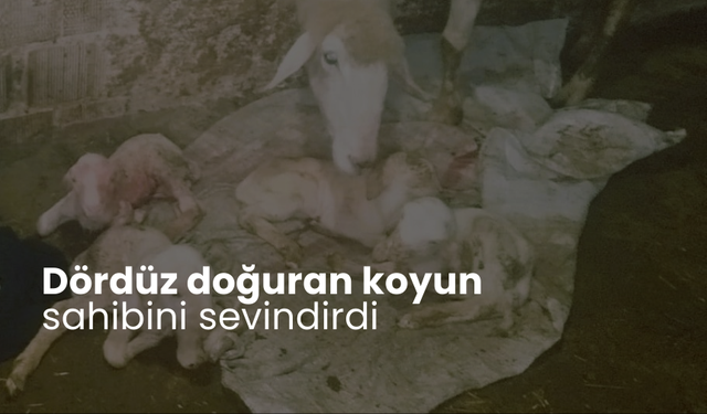 Dördüz doğuran koyun sahibini sevindirdi