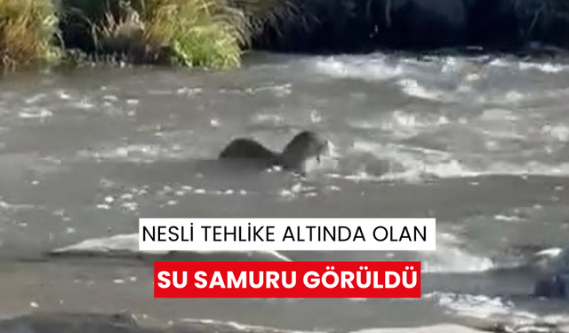 Nesli tehlike altında olan su samuru görüldü