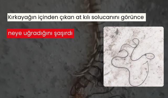 Kırkayağın içinden çıkan at kılı solucanını görünce neye uğradığını şaşırdı