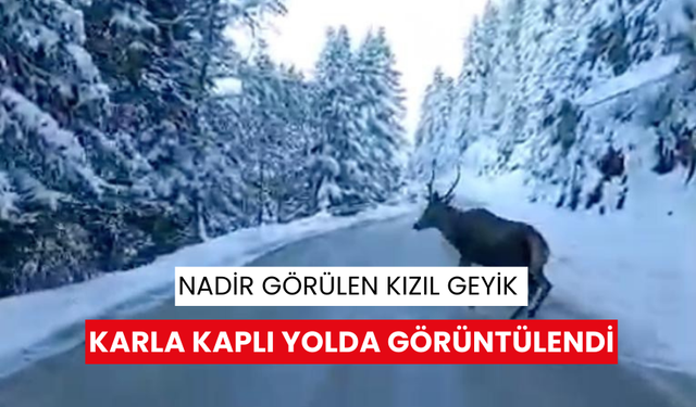 Nadir görülen kızıl geyik karla kaplı yolda görüntülendi