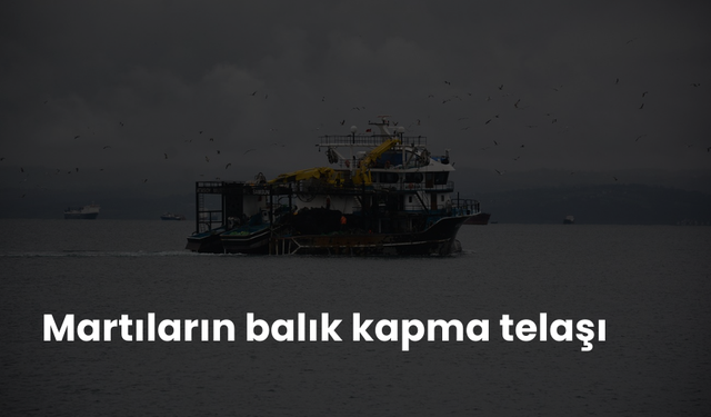 Martıların balık kapma telaşı