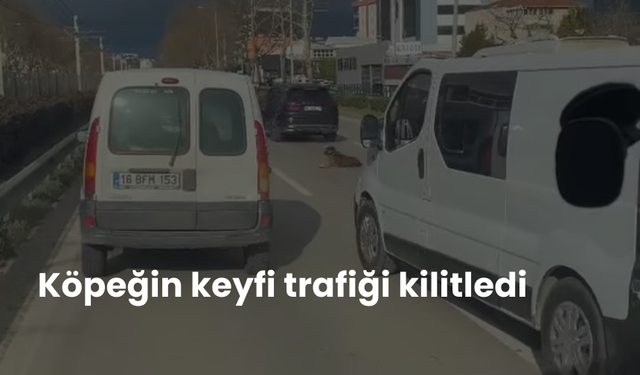 Köpeğin keyfi trafiği kilitledi