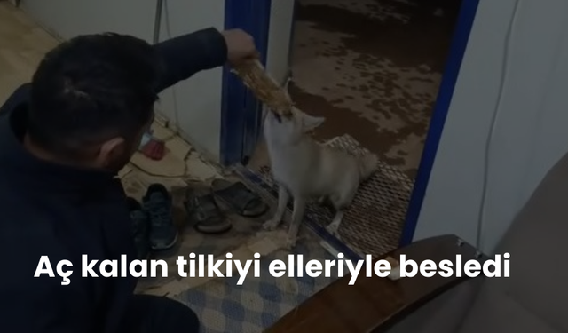 Aç kalan tilkiyi elleriyle besledi