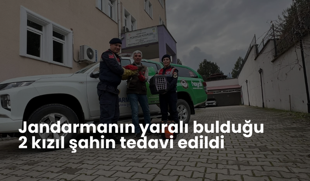 Jandarmanın yaralı bulduğu 2 kızıl şahin tedavi edildi