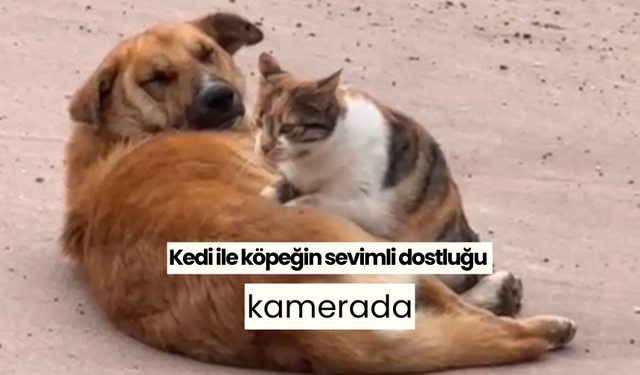 Kedi ile köpeğin sevimli dostluğu kamerada