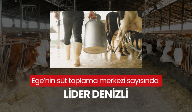 Ege Bölgesi'nin süt toplama merkezi lideri Denizli oldu