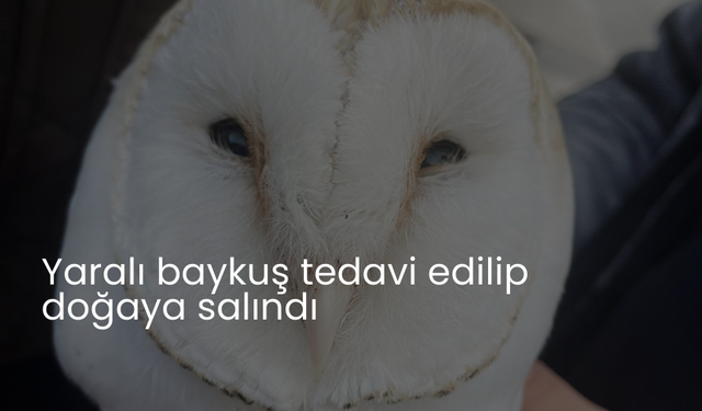 Yaralı baykuş tedavi edilip doğaya salındı