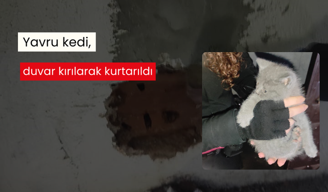 Yavru kedi, duvar kırılarak kurtarıldı