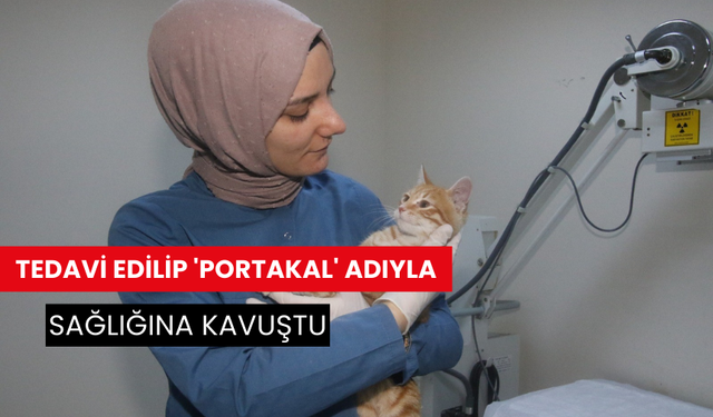 Tedavi edilip 'Portakal' adıyla sağlığına kavuştu