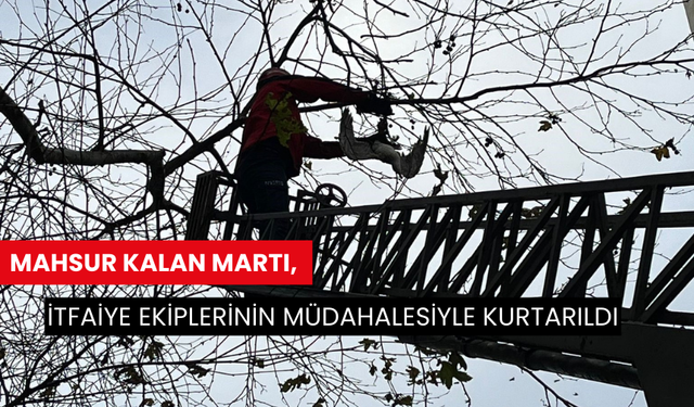 Mahsur kalan martı, itfaiye ekiplerinin müdahalesiyle kurtarıldı