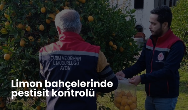 Limon bahçelerinde pestisit kontrolü