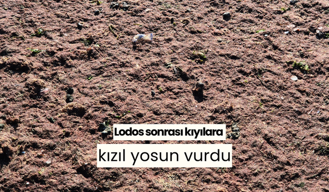 Lodos sonrası kıyılara kızıl yosun vurdu