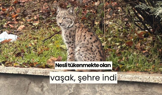 Nesli tükenmekte olan vaşak, şehre indi