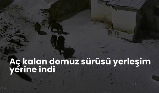 Aç kalan domuz sürüsü yerleşim yerine indi