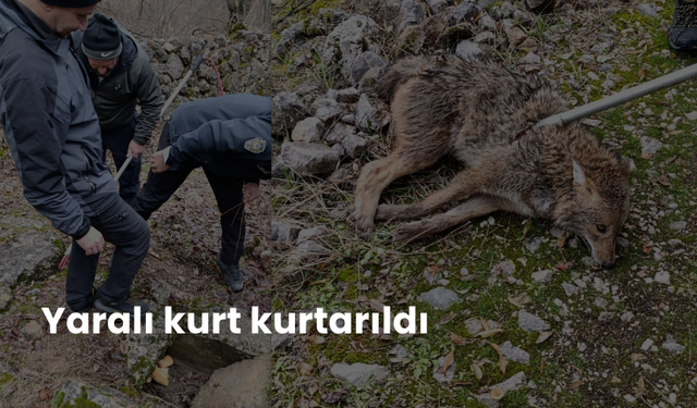 Yaralı kurt kurtarıldı