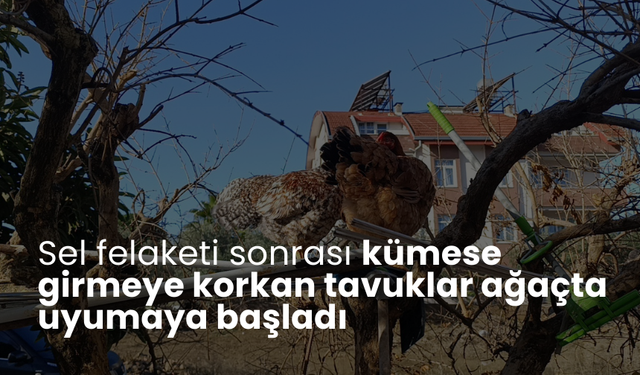 Sel felaketi sonrası kümese girmeye korkan tavuklar ağaçta uyumaya başladı