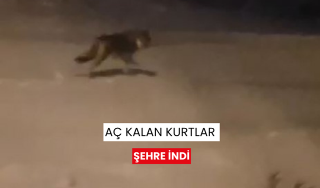 Aç kalan kurtlar şehre indi