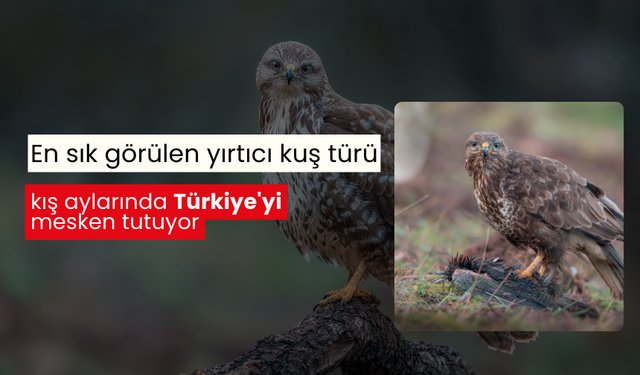 En sık görülen yırtıcı kuş türü, kış aylarında Türkiye'yi mesken tutuyor