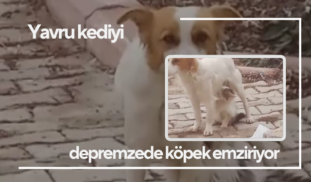 Yürekler ısındı... Yavru kediyi ‘Çiko' isimli depremzede köpek emziriyor