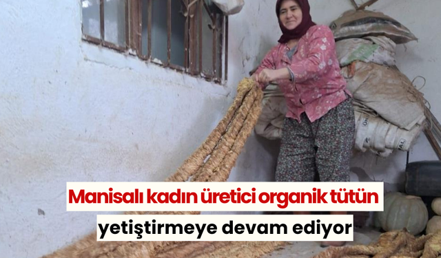 Manisalı kadın üretici organik tütün yetiştirmeye devam ediyor