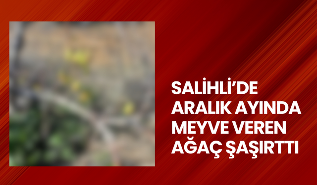 Salihli’de Aralık ayında meyve veren ağaç şaşırttı